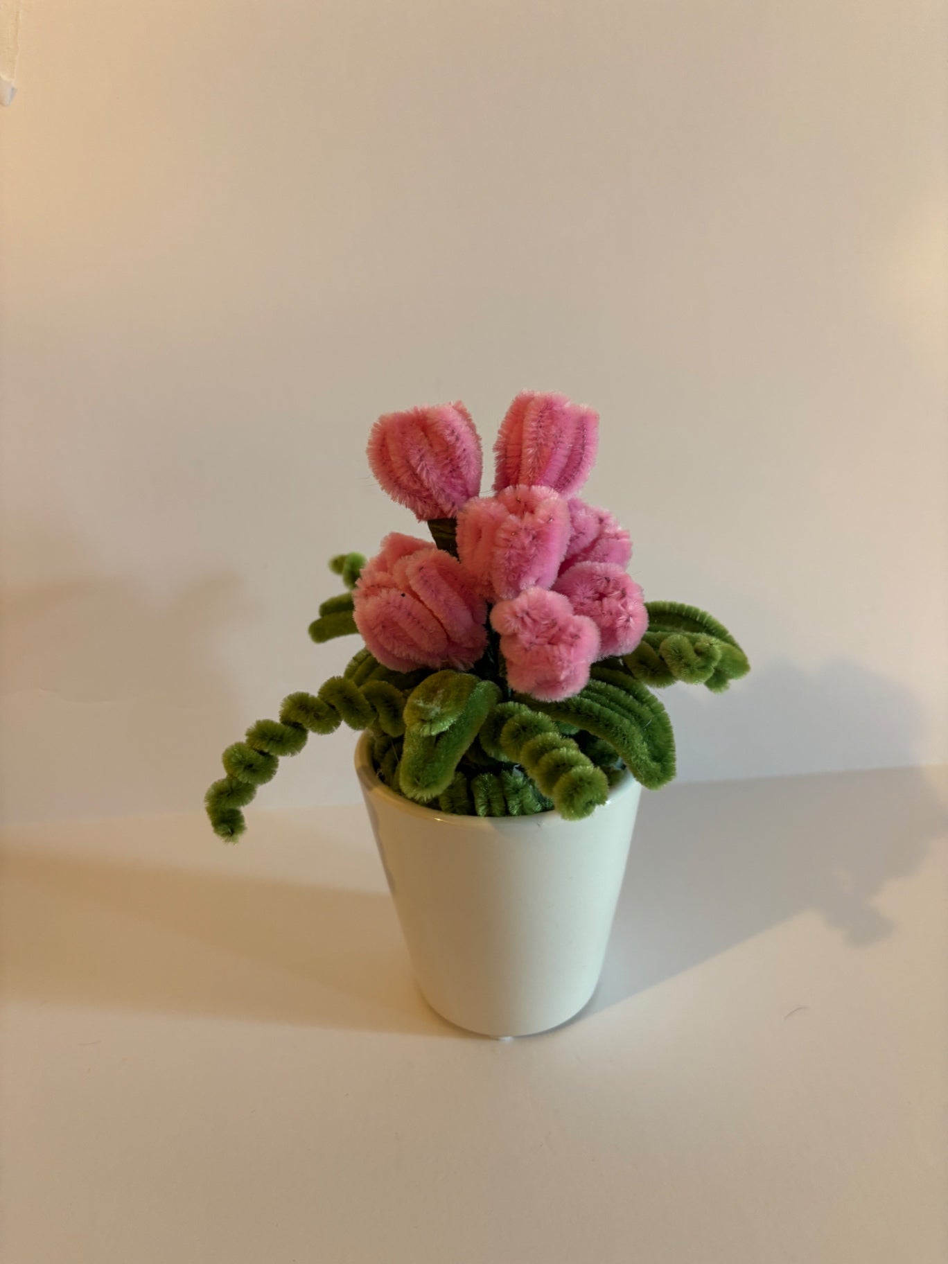 Mini Tulip Plant