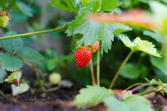 Wild Strawberry Tea - Large - Sereni-Tea  5.6oz