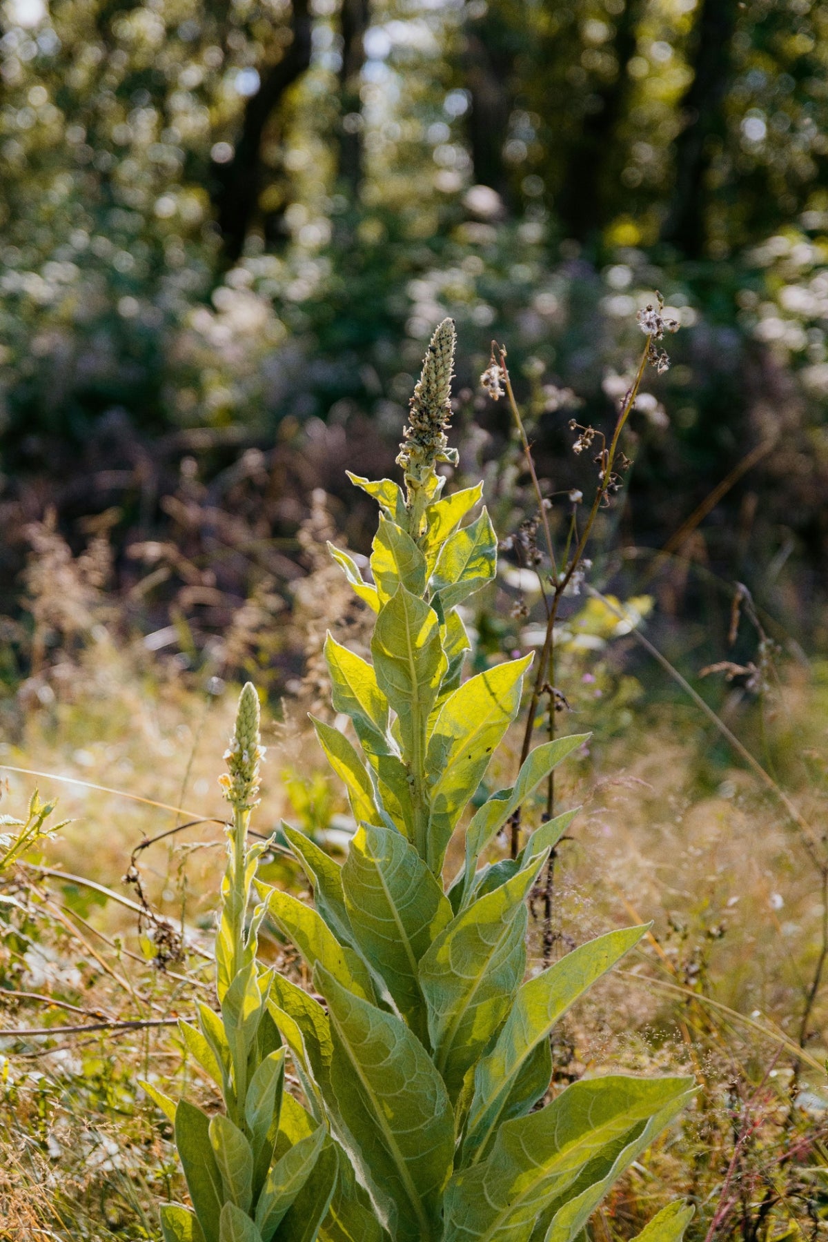 Mullein Leaf Tea Sereni-Tea