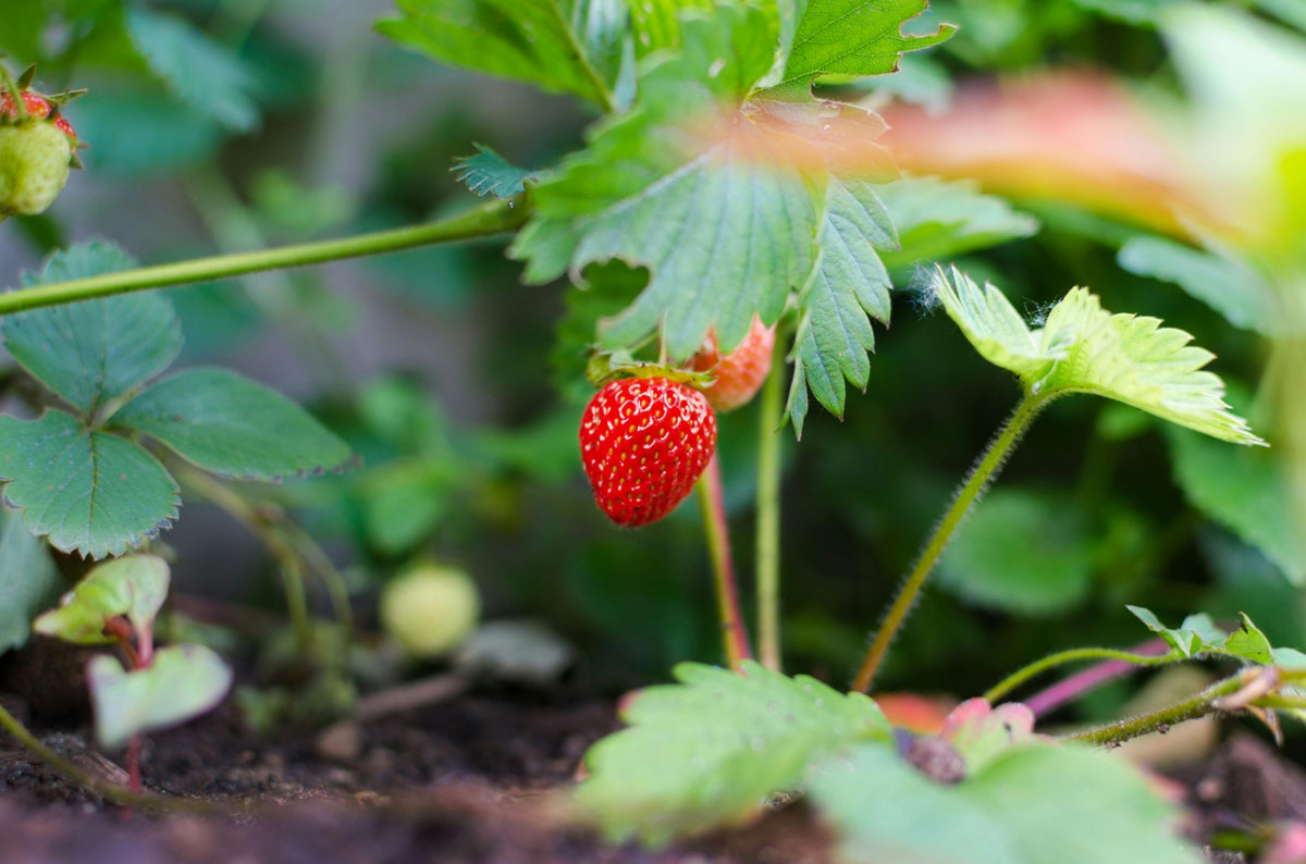 Wild Strawberry Sereni-Tea Tea - 1.5 oz