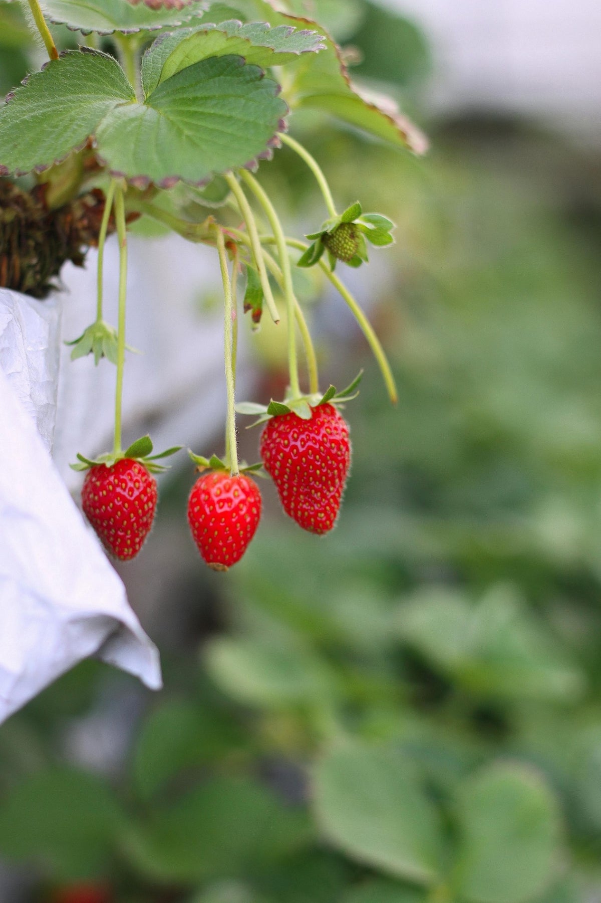 Wild Strawberry Sereni-Tea Tea - 1.5 oz