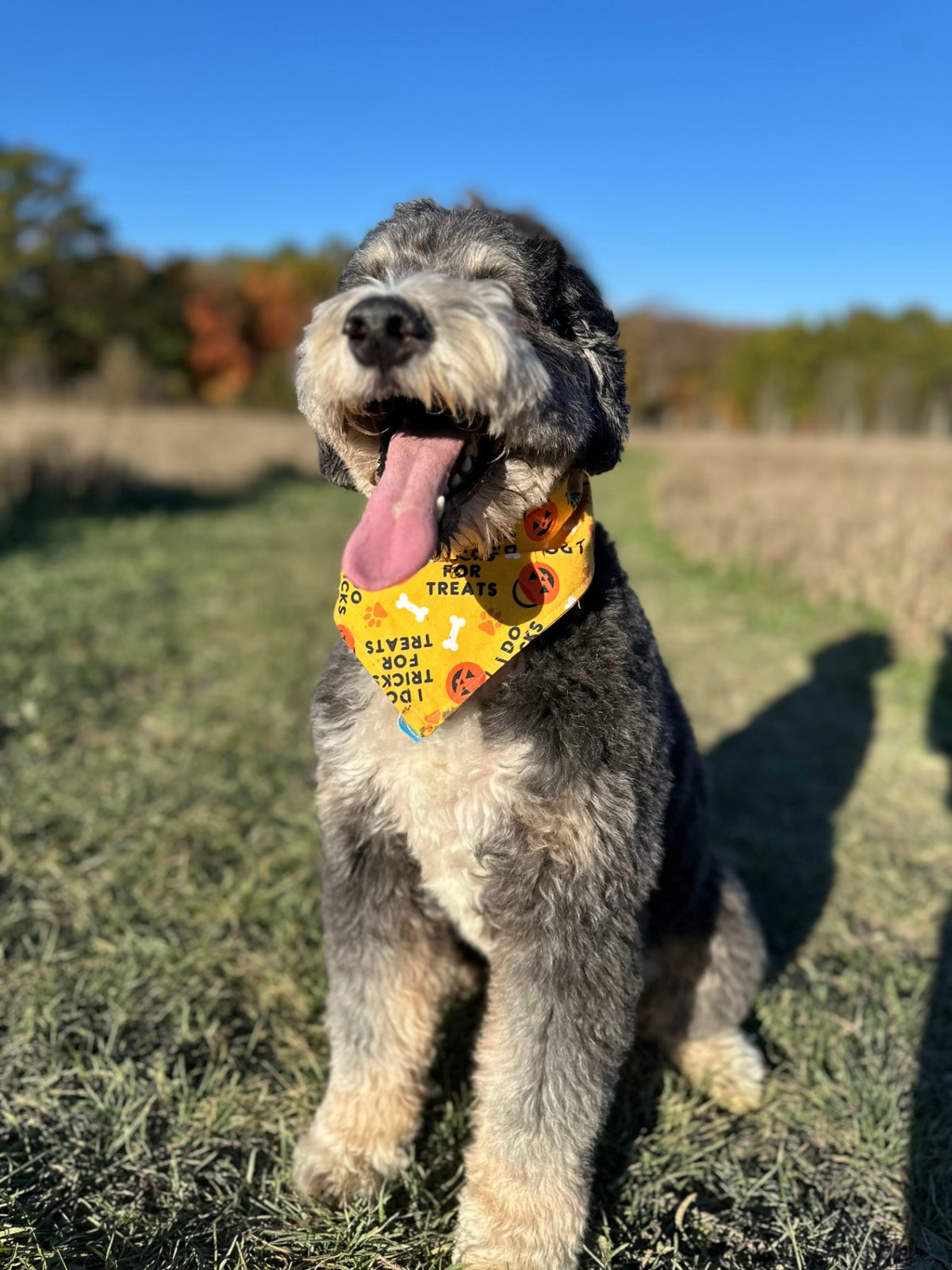 I Do Tricks for Treats Dog Bandana - X-Large