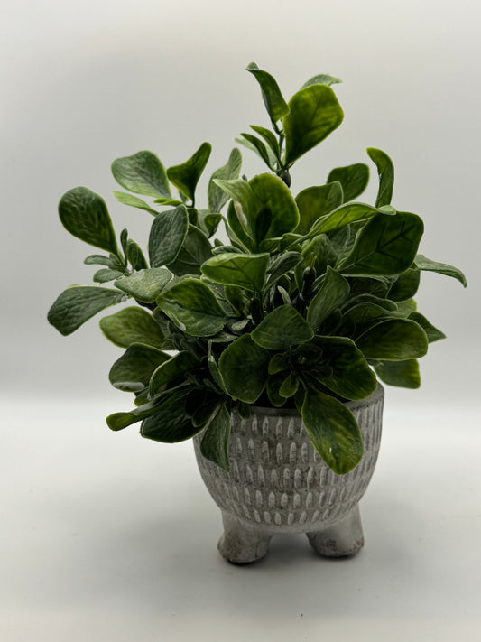 Faux Greenery Plant in Textured Footed Planter (8")