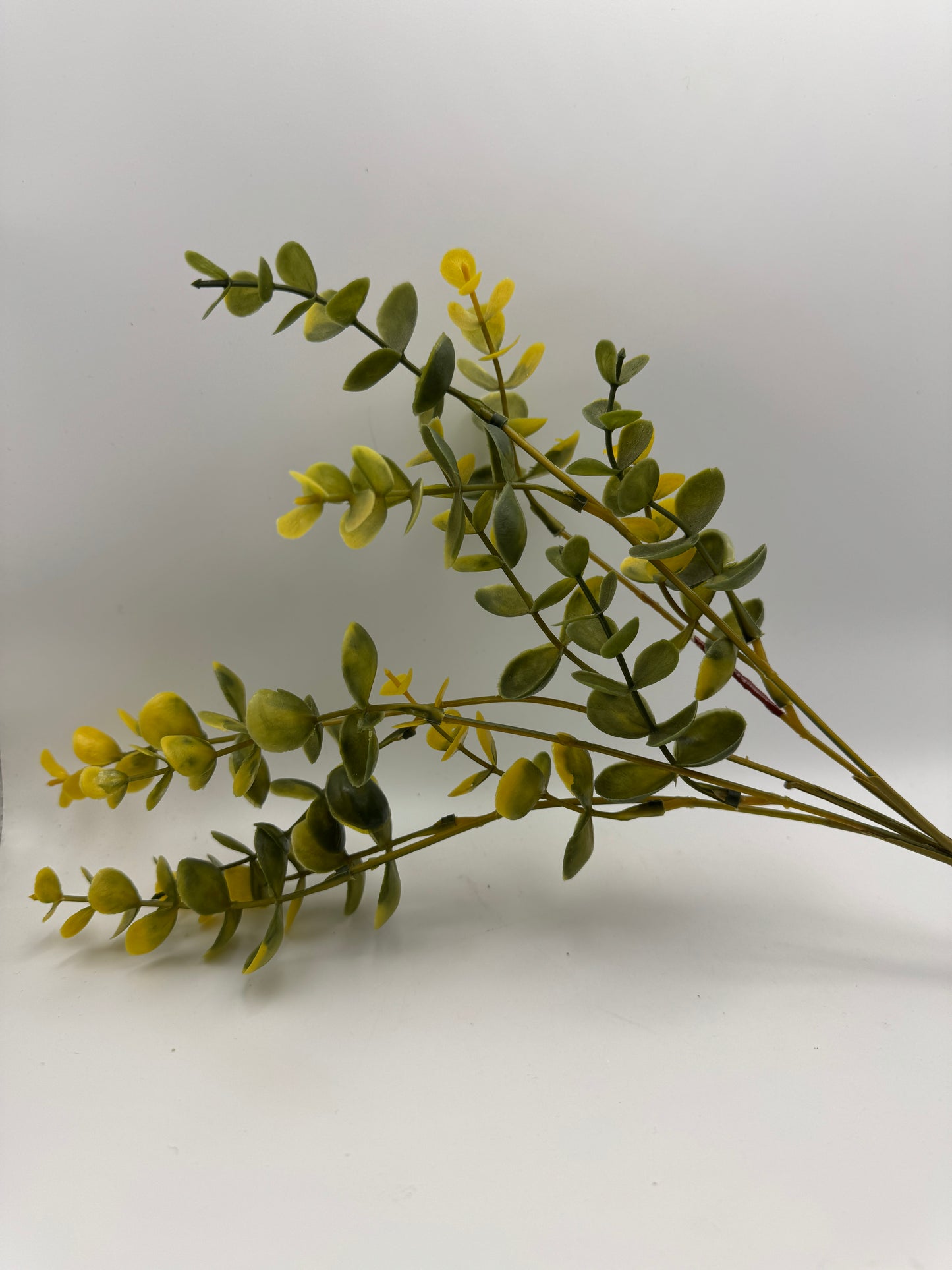 Yellow Eucalyptus Stem – 13"