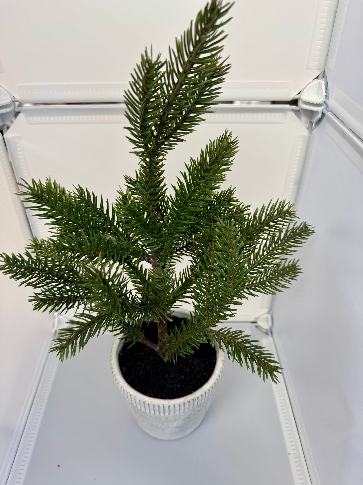 Potted Faux Pine Tree – Rustic Winter Décor